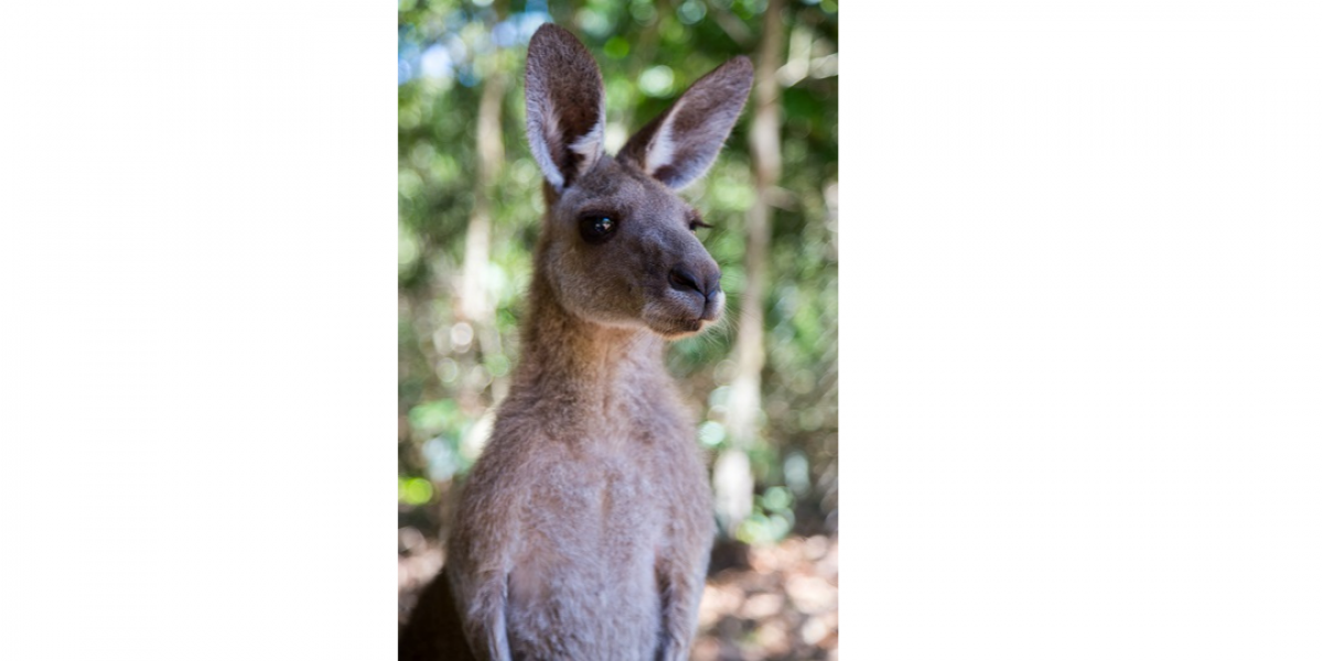 Kangaroo Briefing