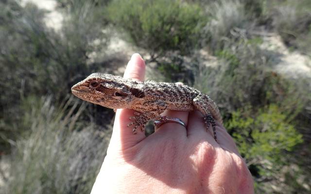 Bearded Dragon